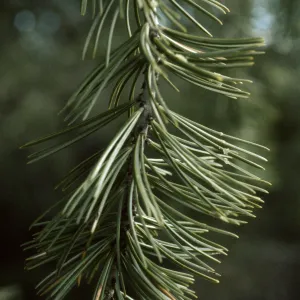 Pinus quadrifolia