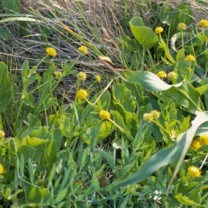 Sanicula maritima