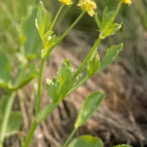 Sanicula maritima