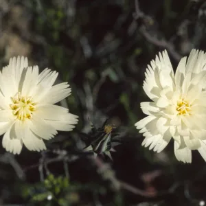 Rafinesquia neomexicana