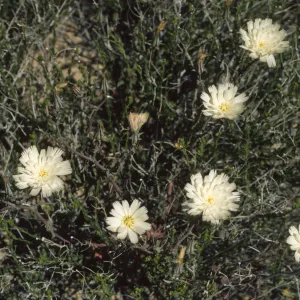 Rafinesquia neomexicana