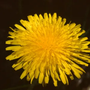 Taraxacum officinale