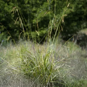 Carex obispoensis