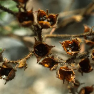 Helianthemum greenei