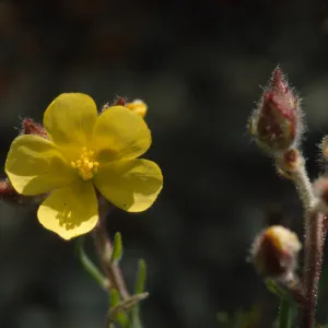 Helianthemum greenei