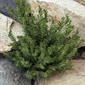 Pellaea breweri