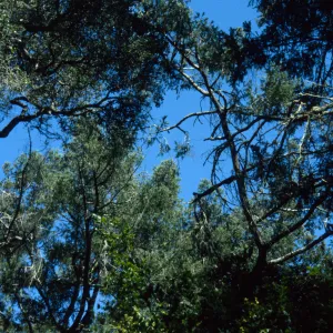 Pseudotsuga menziesii