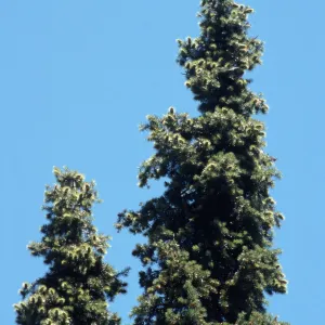 Abies bracteata