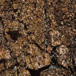 Pinus balfouriana bark