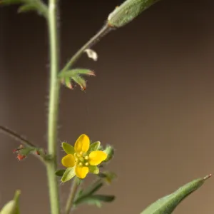 Tropidocarpum capparideum