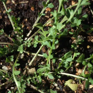 Tropidocarpum capparideum