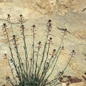 Arabis sparsiflora
