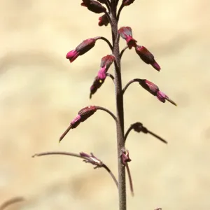 Arabis sparsiflora