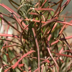 Arabis hoffmannii fruits