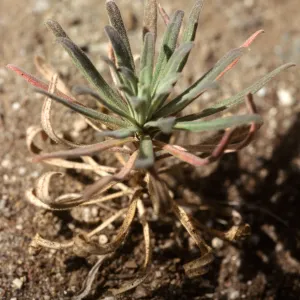 Arabis hoffmannii at sixteen months