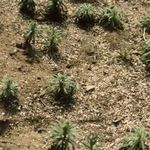 Arabis hoffmannii collection