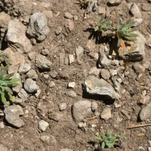 Arabis juveniles