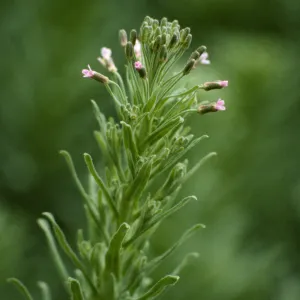 Arabis hoffmannii
