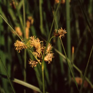 Scirpus