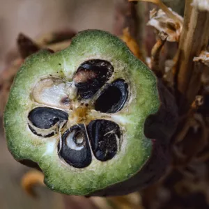 Yucca whipplei fruits