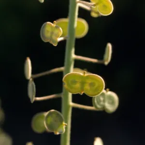 Dithyrea