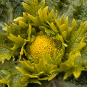 Saniccula arcopoides