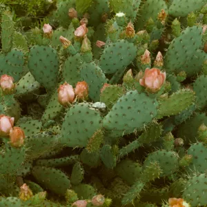 Opuntia basilaris