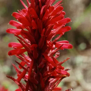 Pedicularis densiflora Mt Hamilton