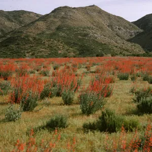 Penstemon centranthifolius