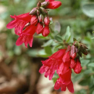 Penstemon newberryi sonomensis