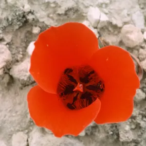 Calochortus kennedyi