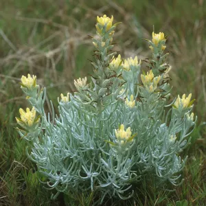 Castilleja hololeuca