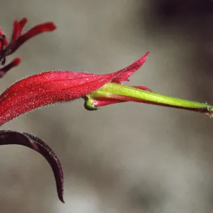 Castilleja linariiflora