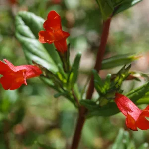 Mimulus flemingii
