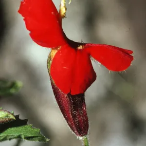 Mimulus cardinalis