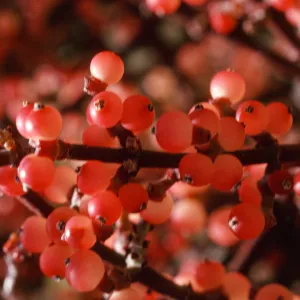 Phoradendron fruits