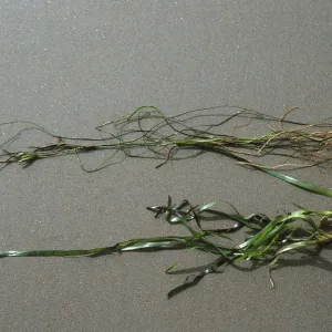 Zostera marina