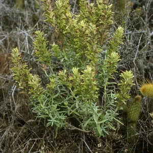 Castilleja grisea