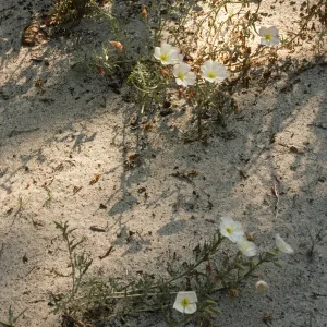 Oenothera californica howellii