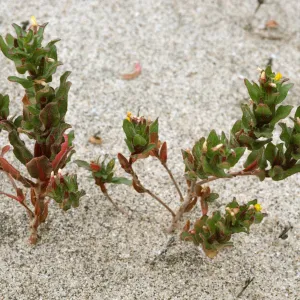 Camissonia guadalupensis