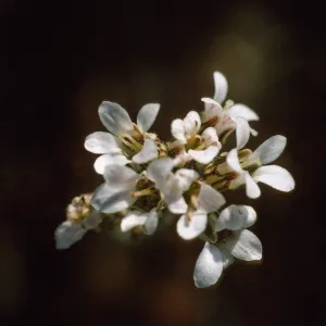 Jepsonia malvifolia pin flower