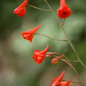 Delphinium nudicaule