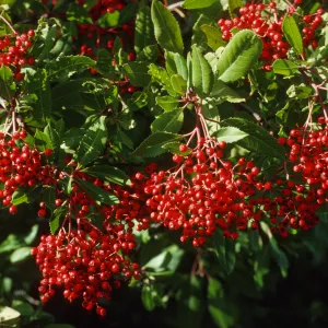 Heteromeles arbutifolia