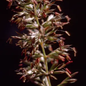 Koeleria macrantha
