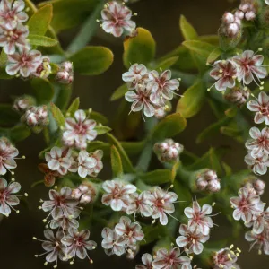 Eriogonum giganteum