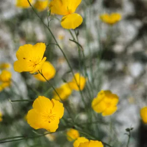 Eschscholzia parishii