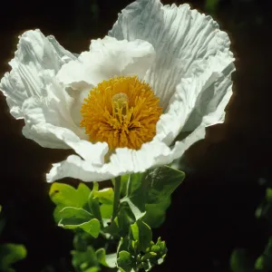 Romneya coulteri