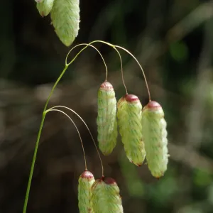 Briza maxima