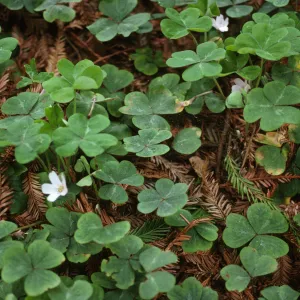 Oxalis oregana