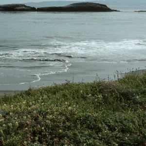 Astragalus miguelensis